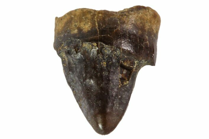 Cretaceous Mammal (Alphadon) Tooth - Montana #108105